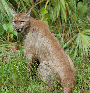 Florida panther - USFWS photo