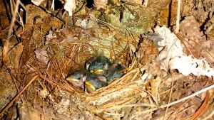 Worm-eating warbler nest