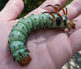 hickory horned devil creative commons photo