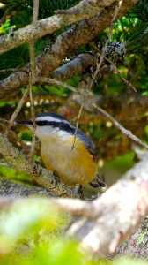 Male red-breasted nuthatch - Don Hendershot photo