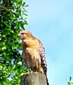 Adult red-shouldered hawk, Florida race - note pale gray face. Don Hendershot photo