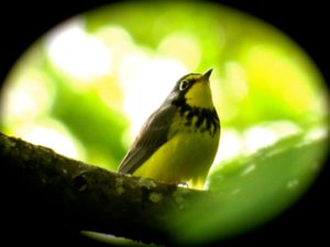 Male Canada warbler - Don Hendershot photo