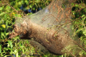 Fall webworm nest - Don Hendershot photo