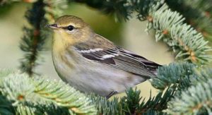 Fall blackpoll warbler winner of the long-distance award for warblers. Migrates more than 1,500 miles one-way. Creative commons photo