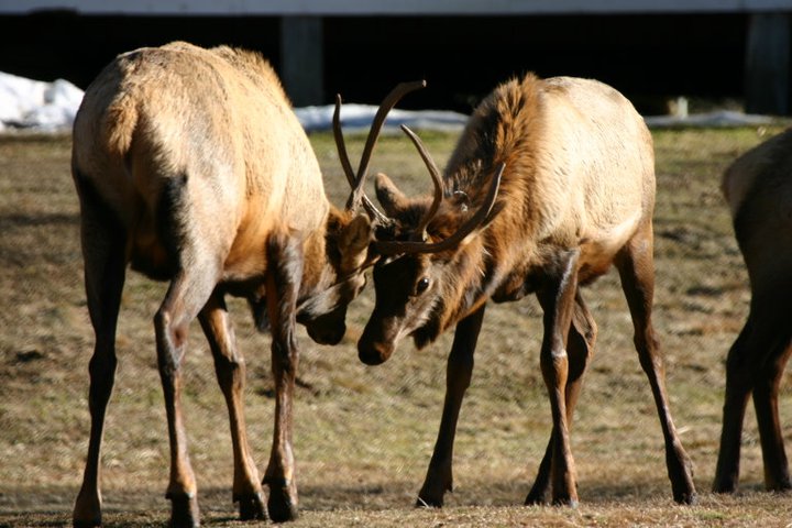 Stalked by not so wild elk